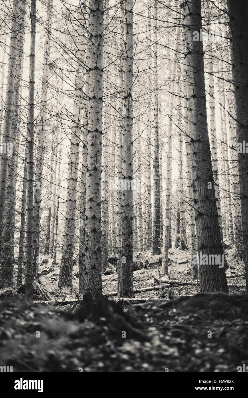 Bäume in dunklen und gruseligen Wald. Wildnis ohne Menschen. Stockfoto