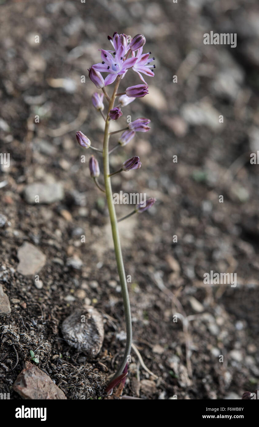 Scilla Autumnalis, Herbst-Blaustern wächst in einem Feld, Barrancos, Portugal. Oktober. Stockfoto