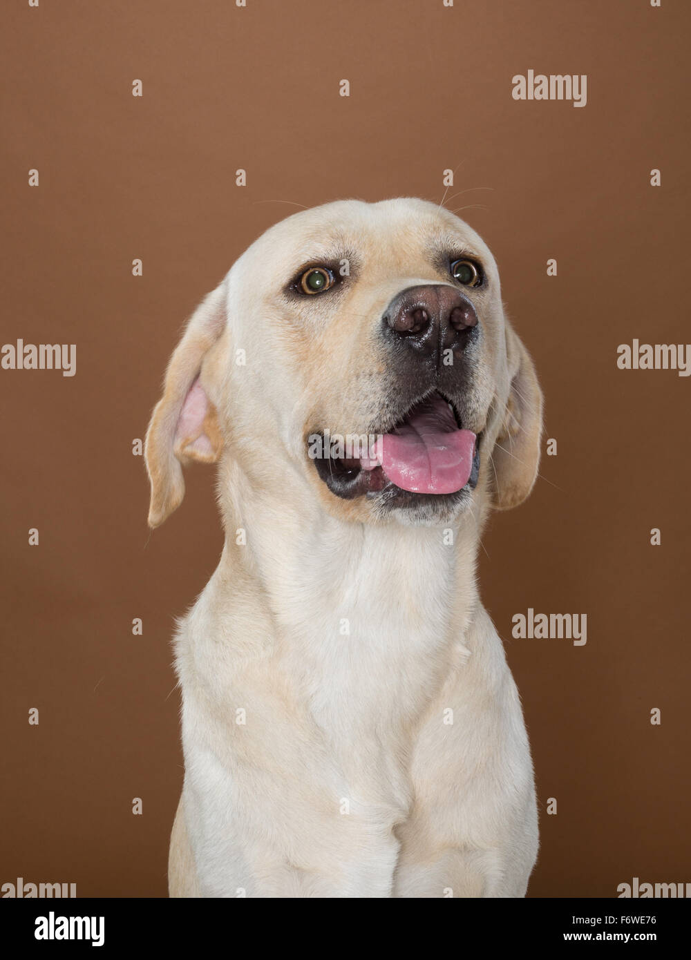 Labrador posiert in einem Studio gegen eine Wand Creme und braun Stockfoto