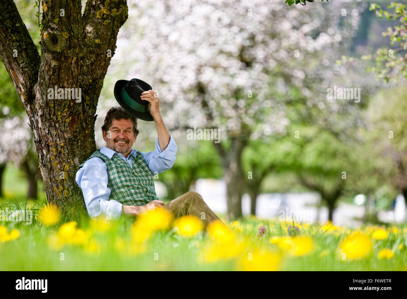 Mann, sitzend unter blühenden Apfelbaum, Stubenberg, Steiermark, Österreich Stockfoto