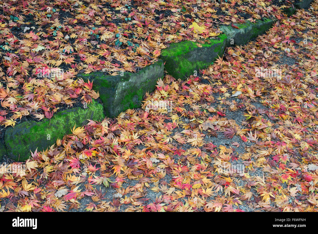 Gefallener Acer Baum Blätter im Herbst Stockfoto
