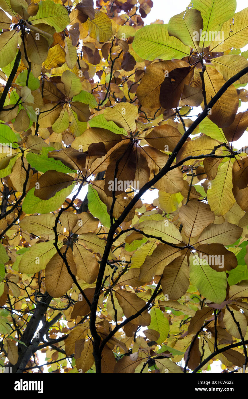 Magnolie Blätter Farbwechsel im Herbst. UK Stockfoto