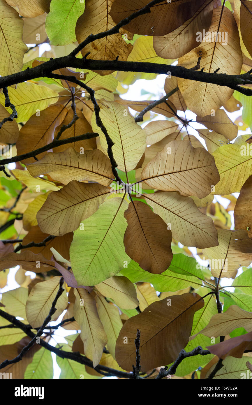 Magnolie Blätter Farbwechsel im Herbst. UK Stockfoto