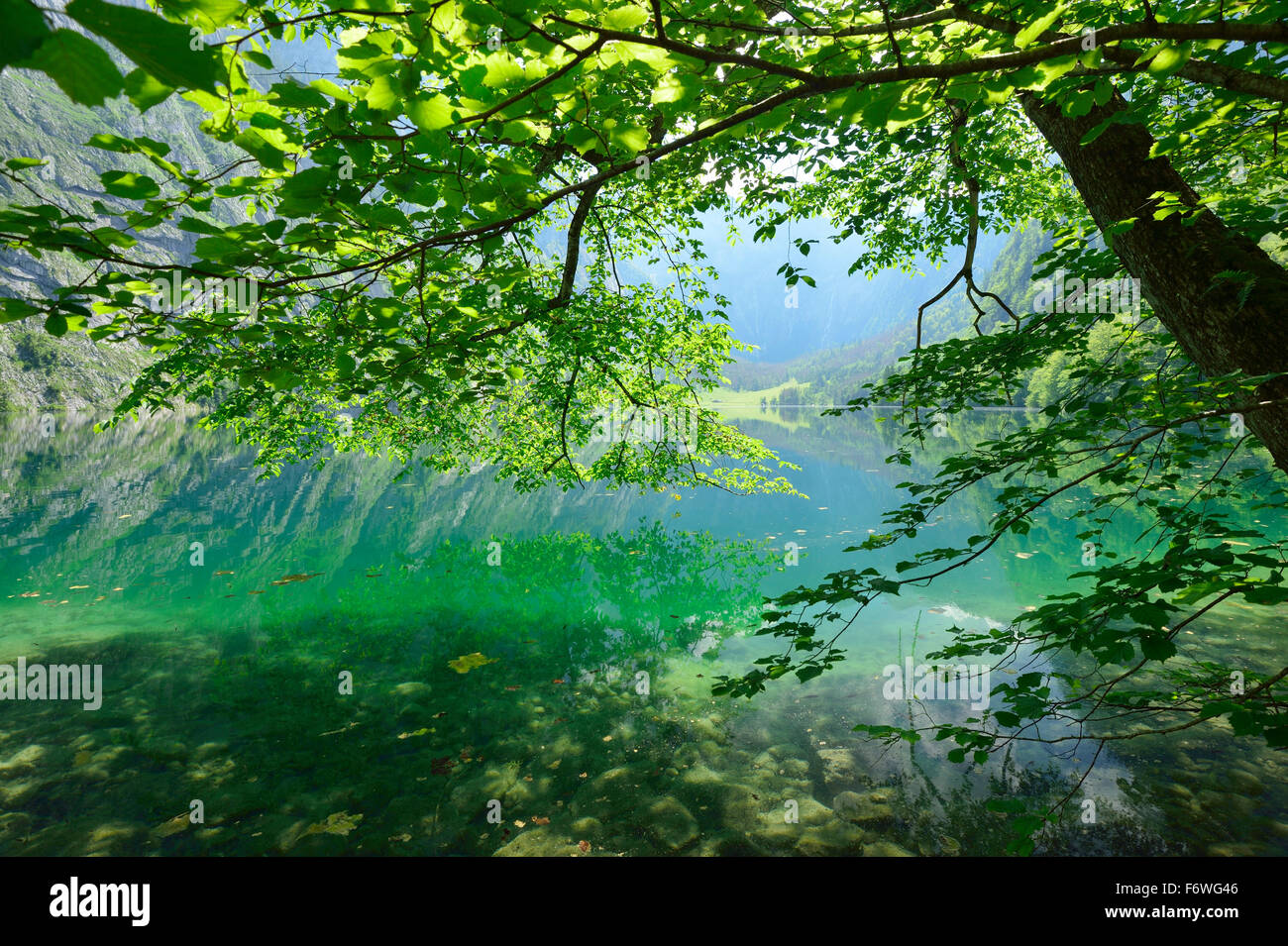 Buche gelehnt in See Obersee, See Obersee, See Königssee, Berchtesgaden-Palette, Nationalpark Berchtesgaden, Berchtesg Stockfoto