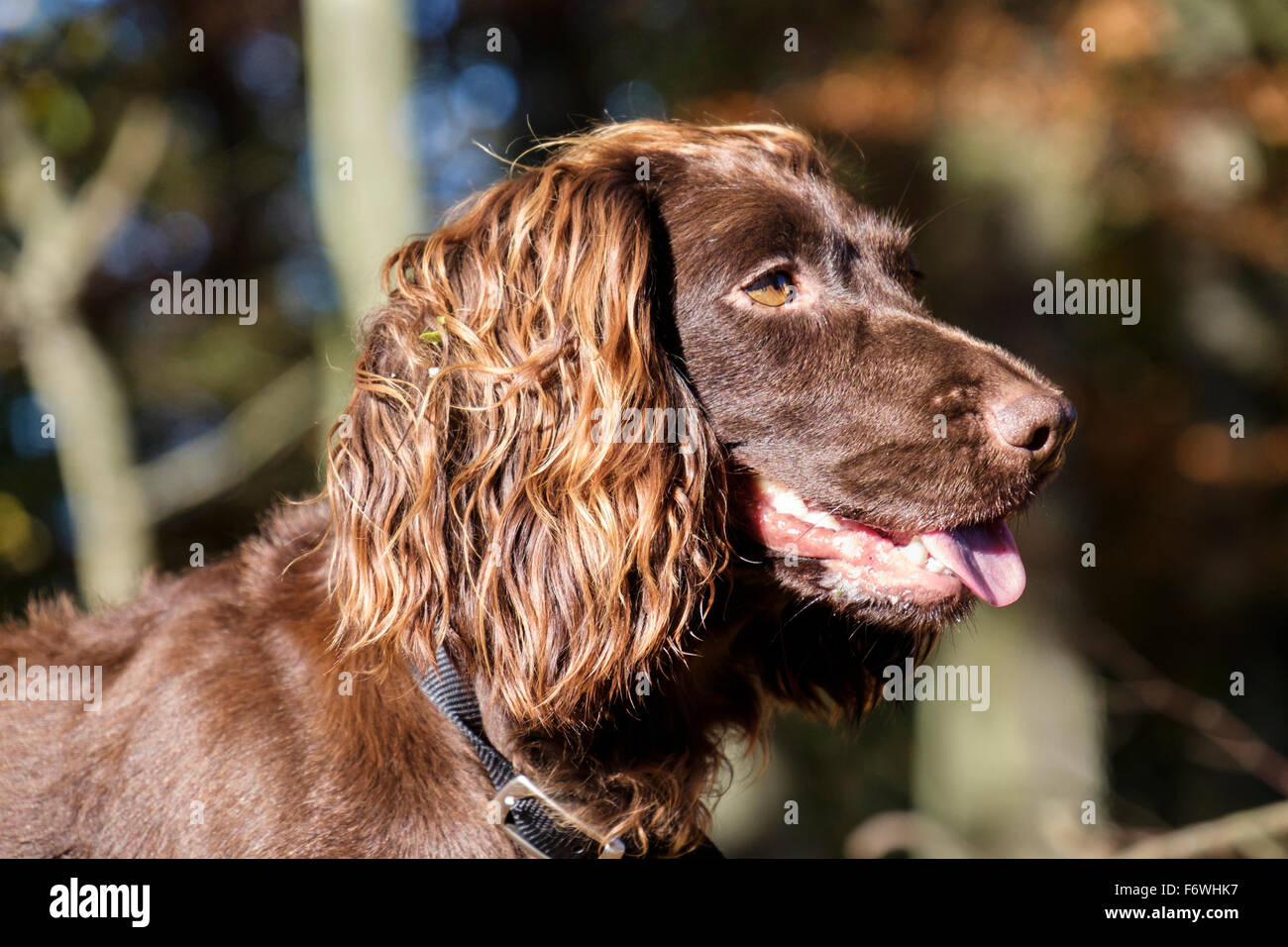 Schokolade braun (Leber) English Cocker Spaniel Hund Kopf Porträt Seitenprofil im Wald im Freien. UK-Großbritannien Stockfoto