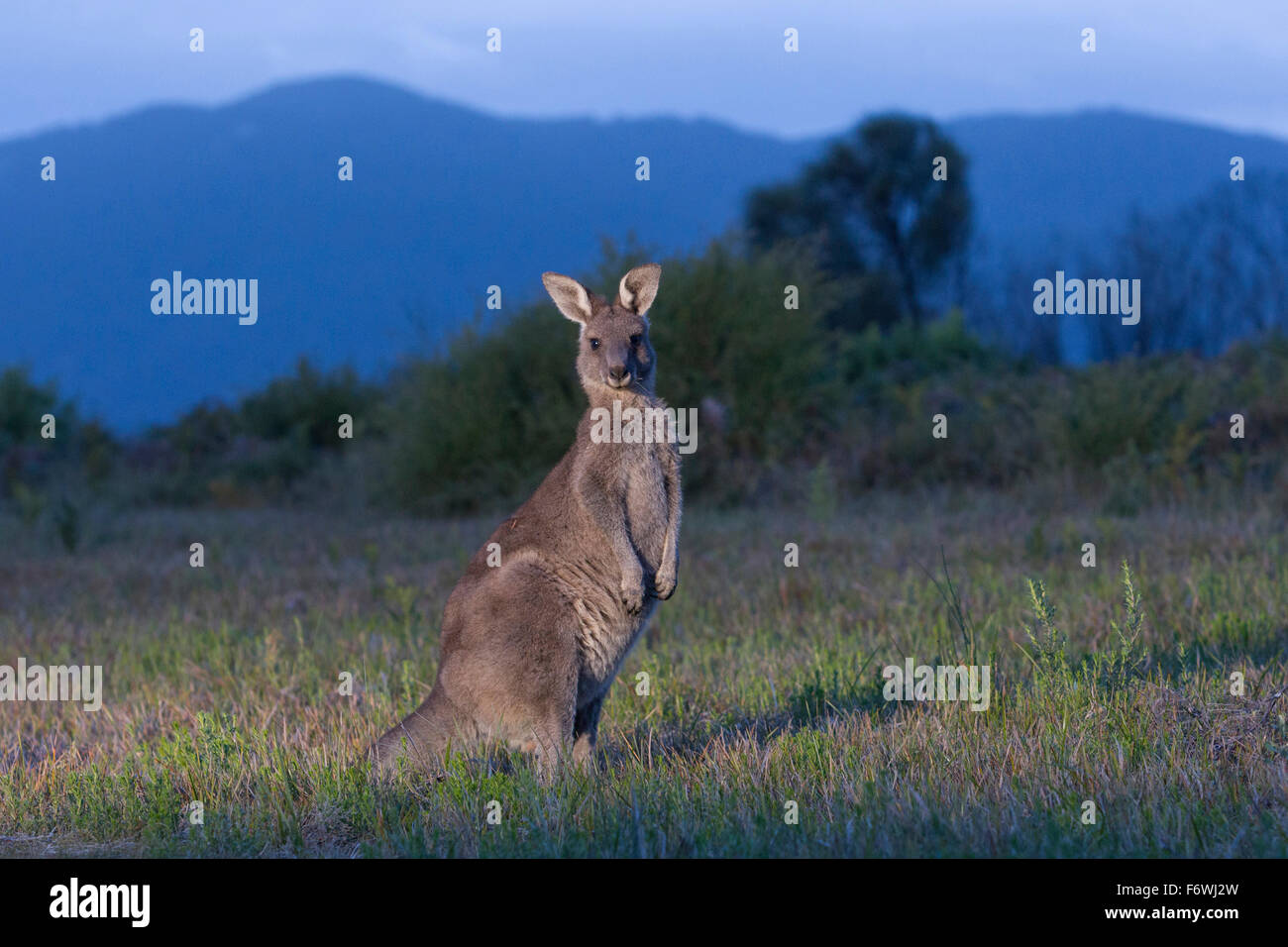 Östliche graue Känguru, Wilsons Promontory, Victoria, Australien Stockfoto