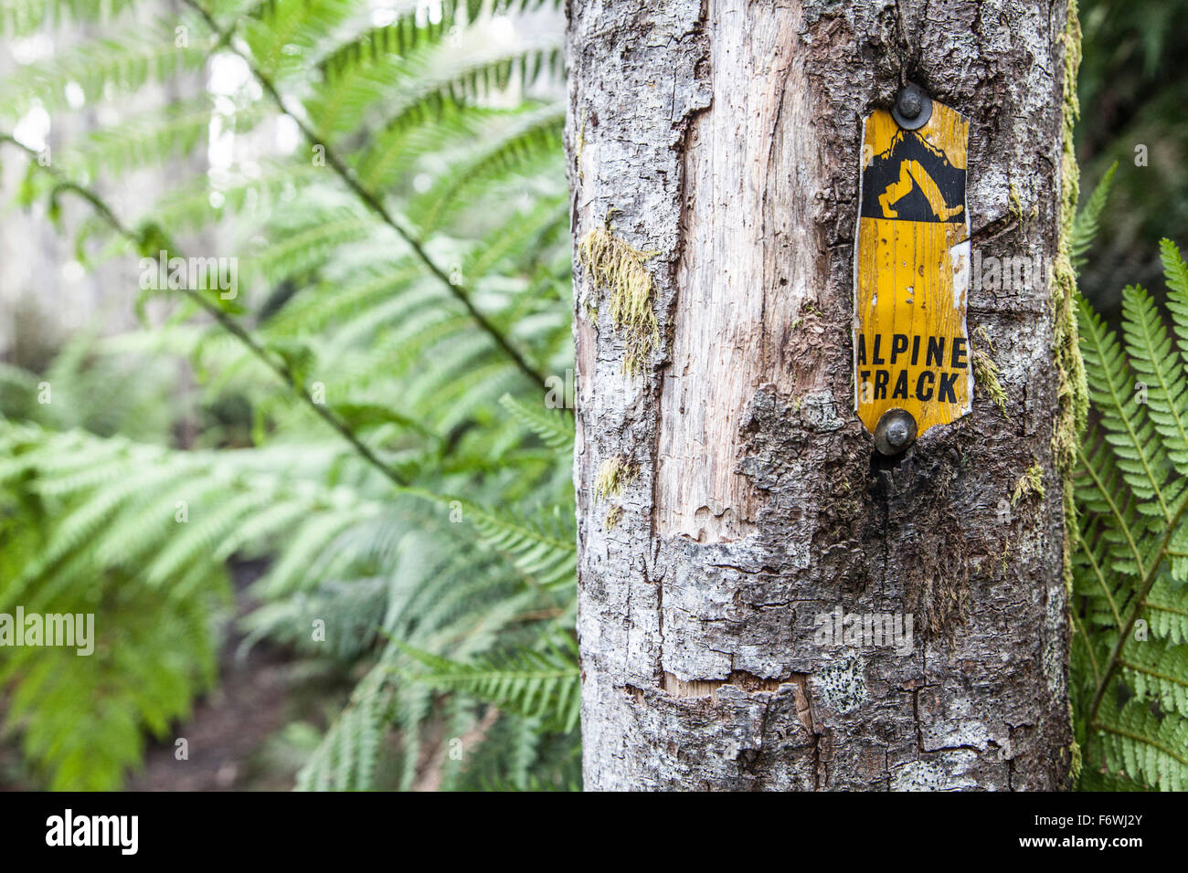Melden Sie sich für ein Wanderweg an einem Baum, Baw Baw-Nationalpark, Victoria, Australien Stockfoto