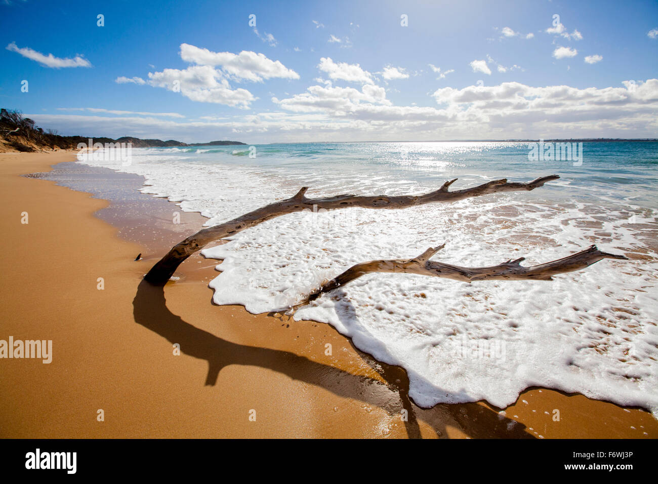 Treibholz am Strand, Mornington Peninsula, Victoria, Australien Stockfoto