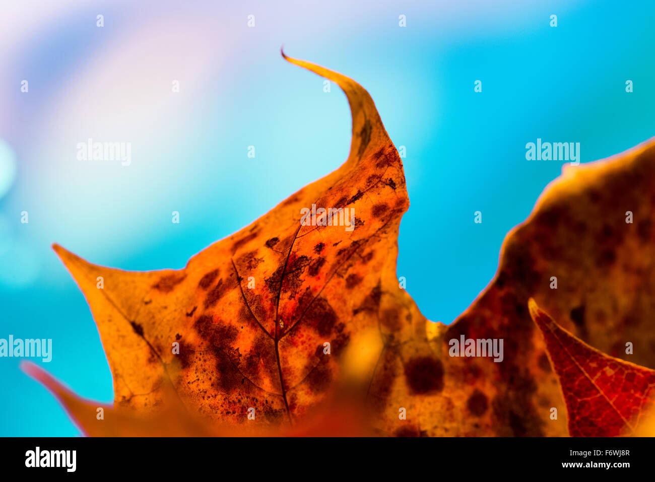Herbst Blatt Stockfoto
