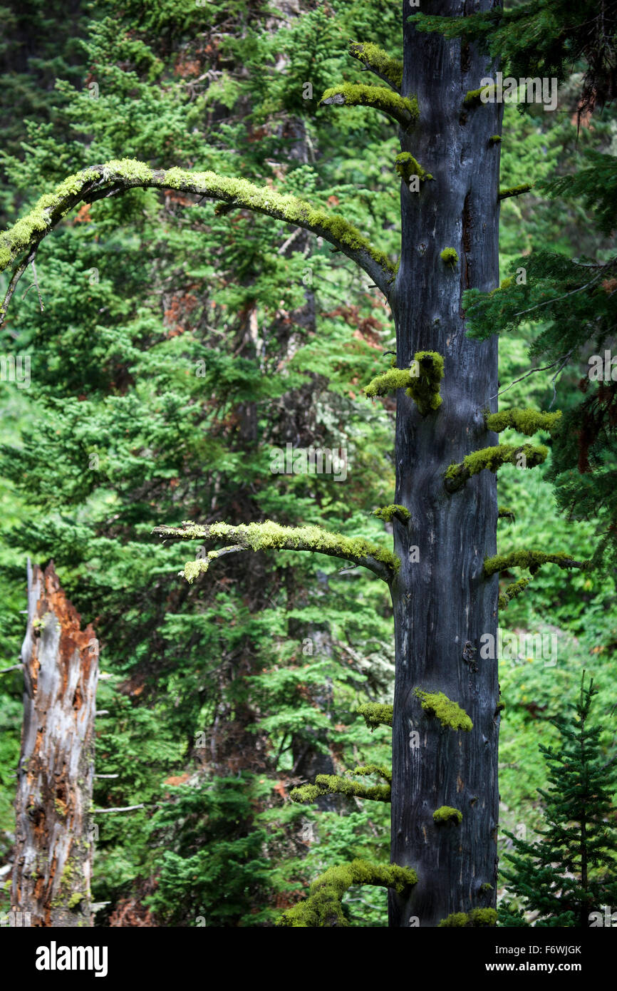Baum Moos, Jenny Lake Trail in Grand Teton Nationalpark, Wyoming Stockfoto