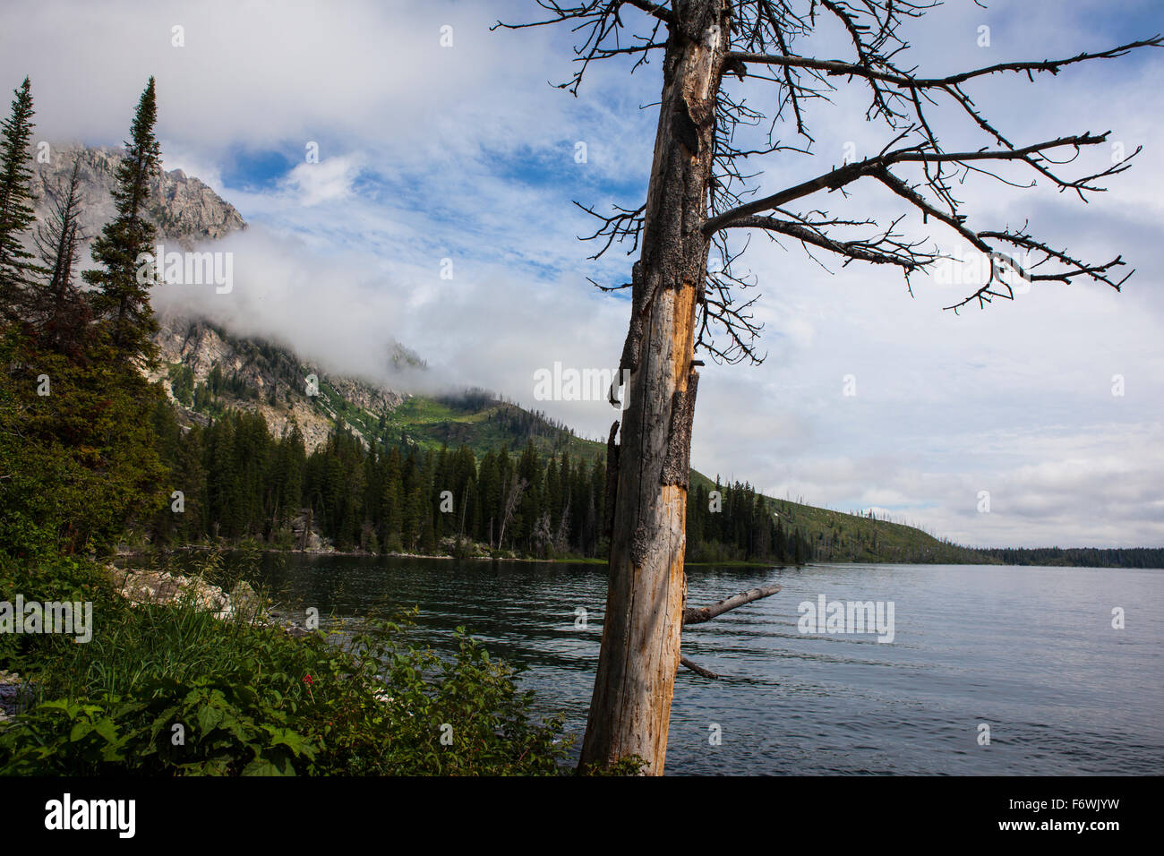 Jenny Lake Trail in Grand Teton Nationalpark, Wyoming Stockfoto