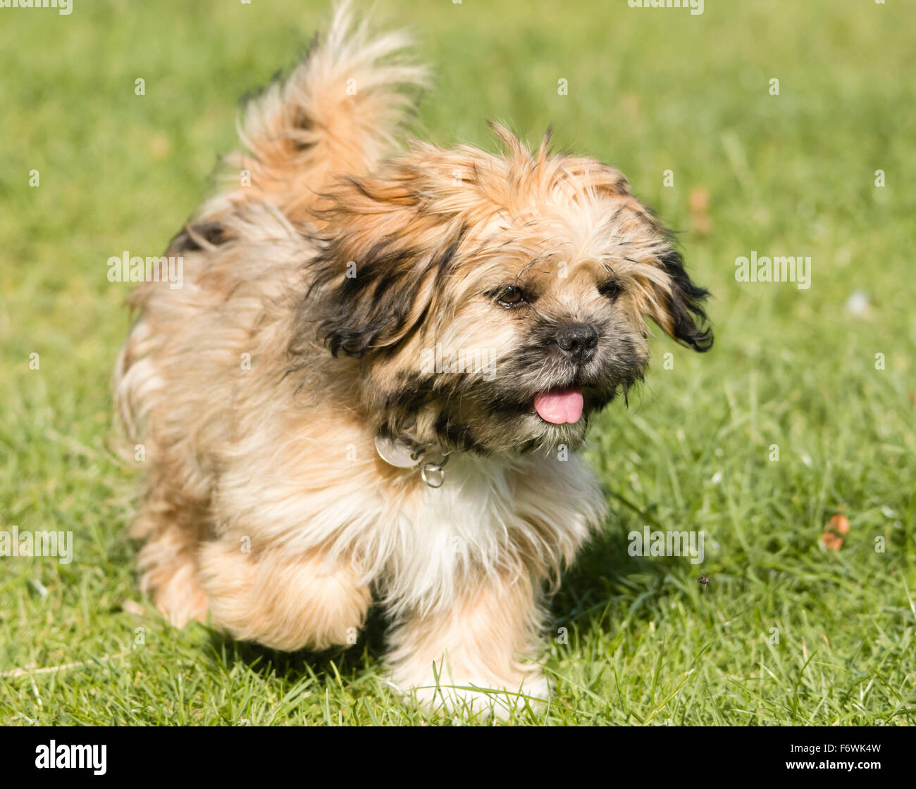 Lhasa Apso Welpen im Park - Schwarz und Tan Stockfoto