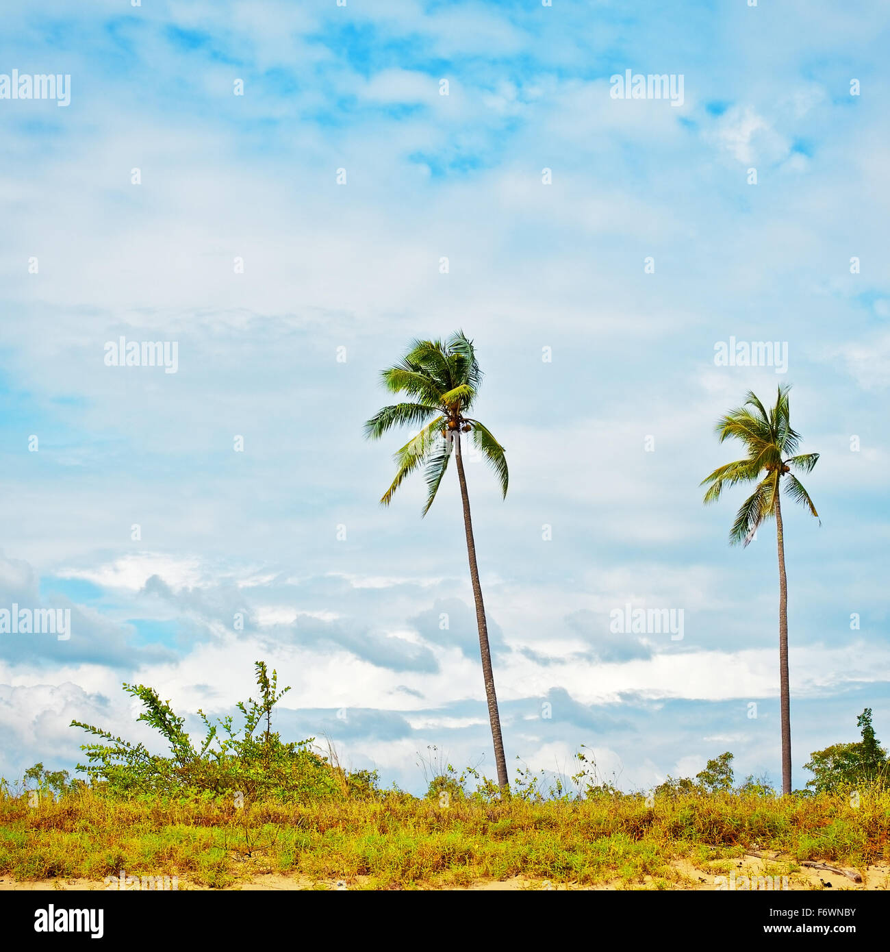 grüne Palmen gegen bewölktem Himmel am sonnigen Tag, Thailand Stockfoto