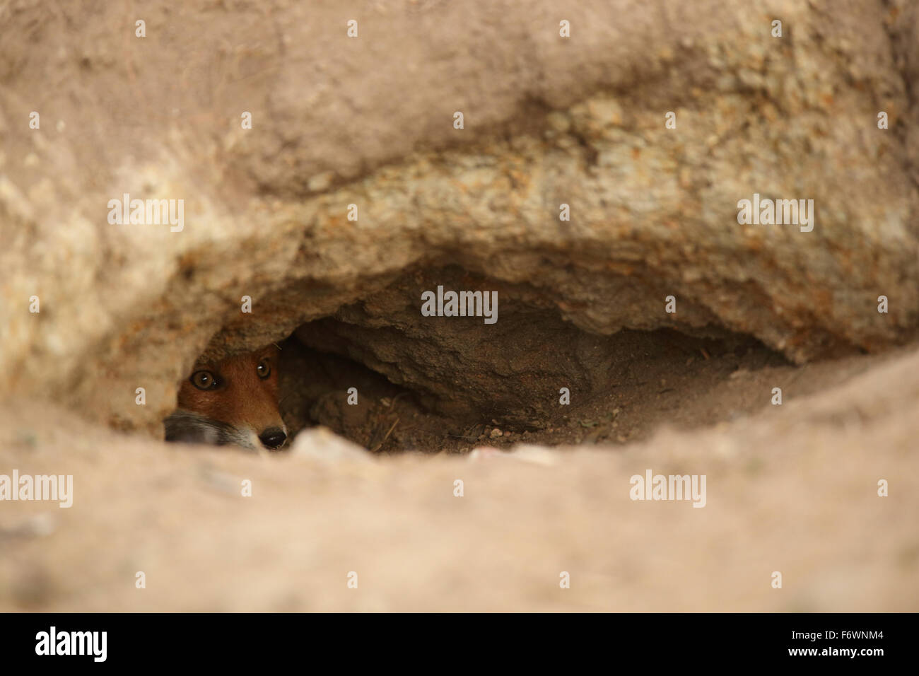 Das kit Rotfuchs (Vulpes Vulpes) schauen neugierig aus der Höhle. Stockfoto