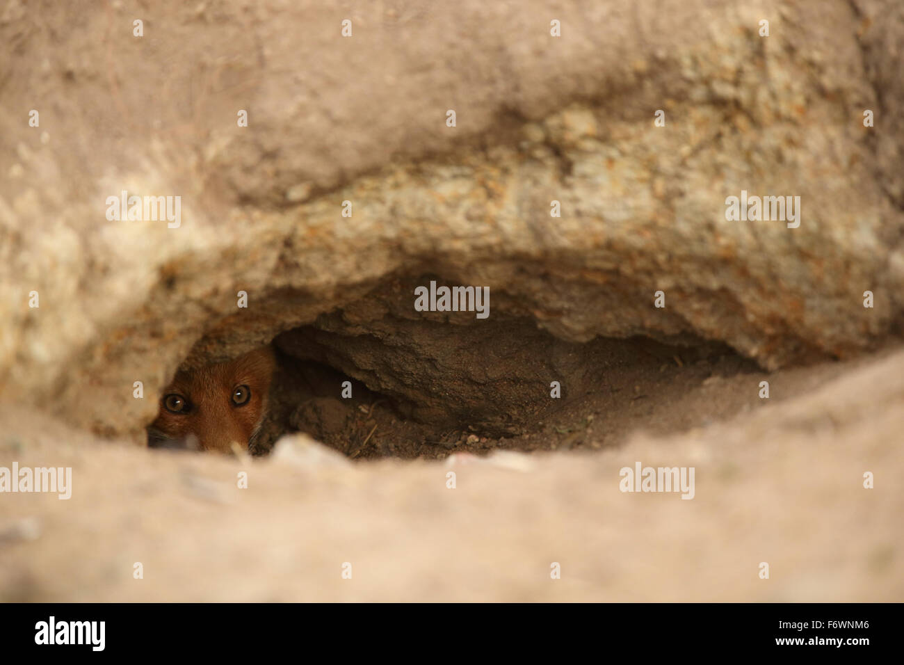 Das kit Rotfuchs (Vulpes Vulpes) schauen neugierig aus der Höhle. Stockfoto