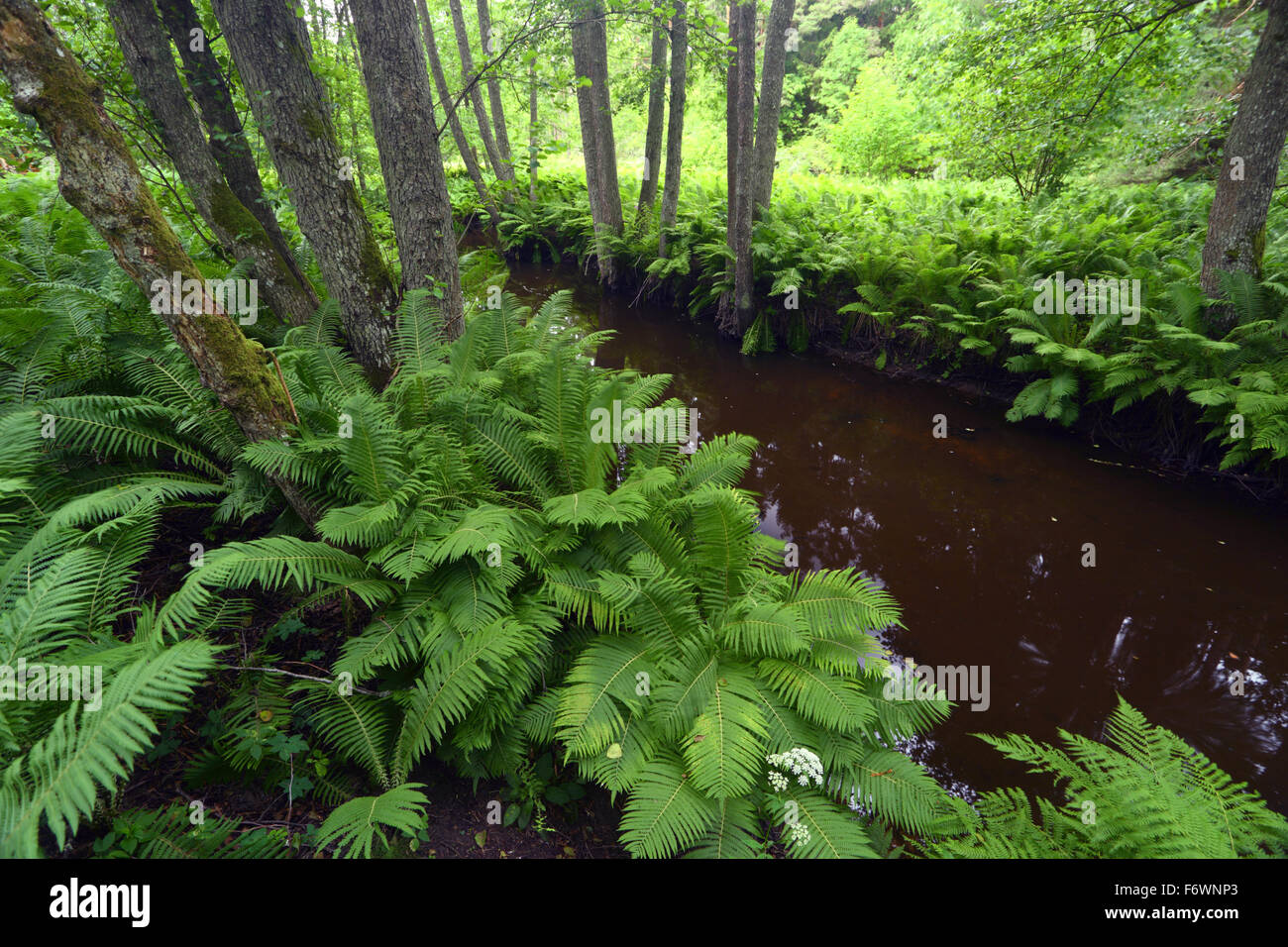 Borealen Wald mit Farnen und Altja Fluss. Stockfoto