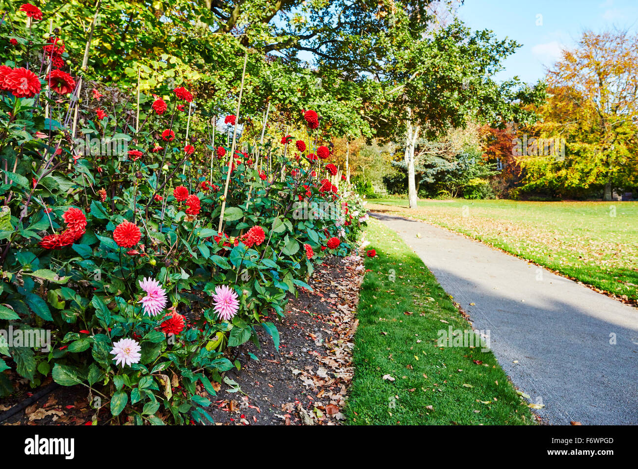 Anzeige der Dahlien im Herbst bei Nottingham Arboretum. Stockfoto