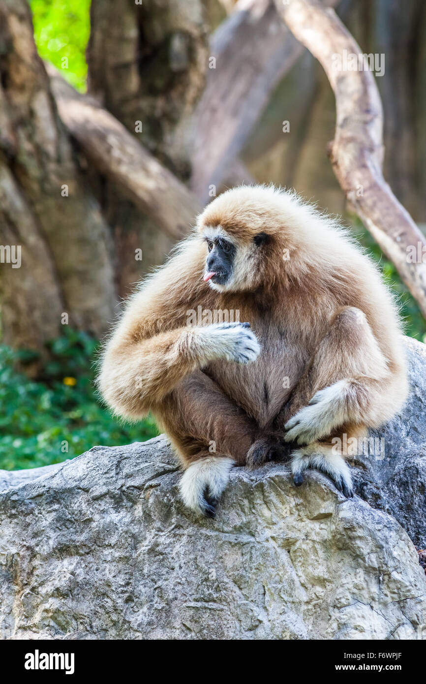 eine nördliche weißen Wangen Gibbon sitzen auf einem Felsen und seine Zunge Stockfoto