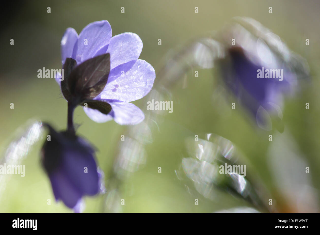 Leberblümchen (Hepatica Nobilis) Blumen im Frühling. Europa Stockfoto