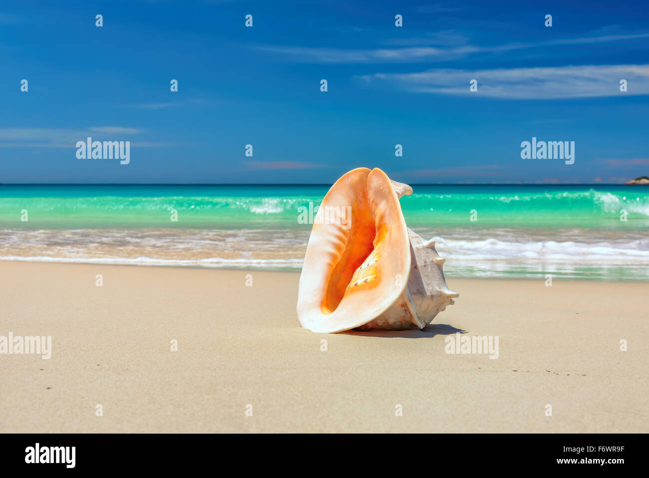 Muschel am Strand Stockfoto