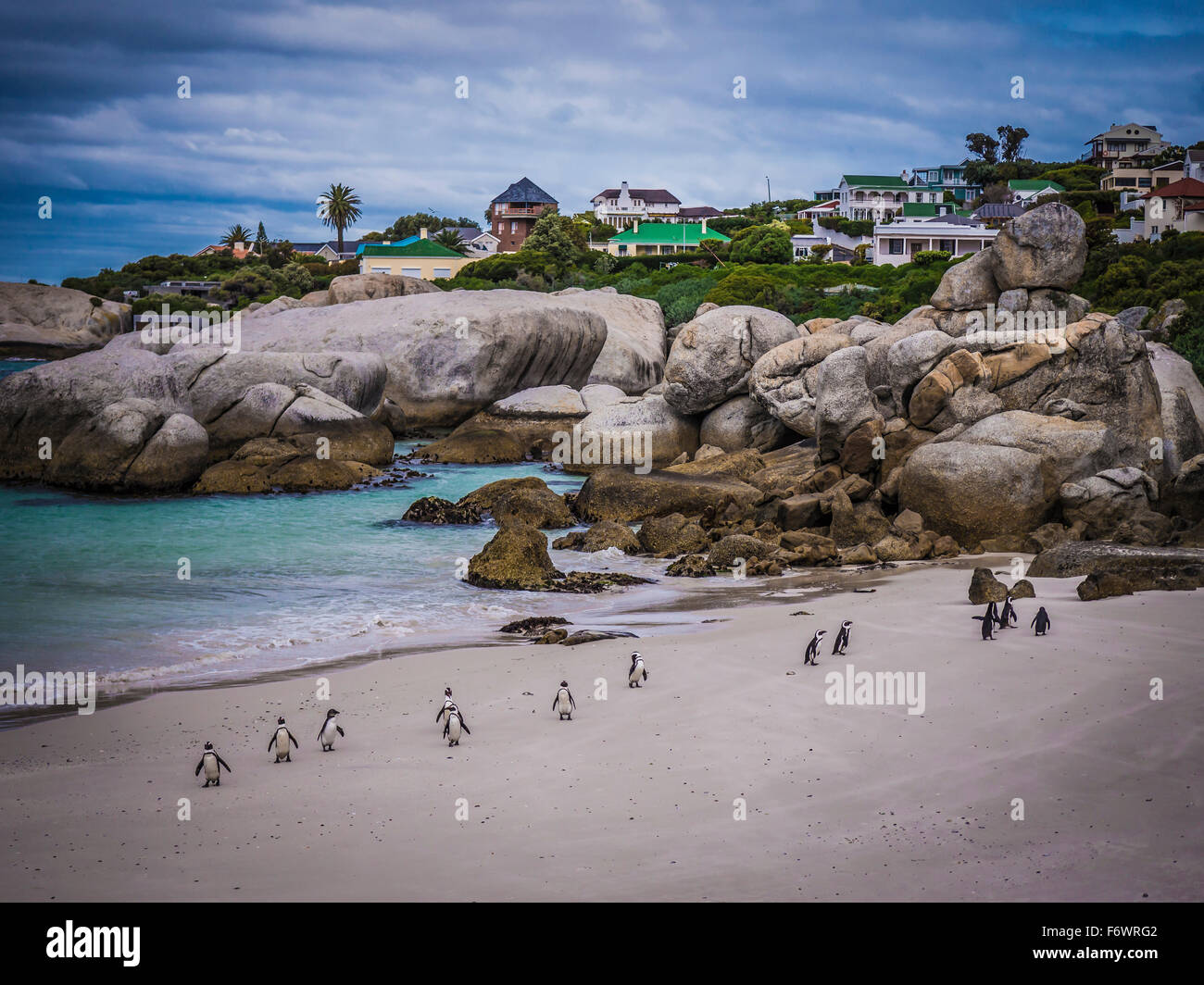 Afrikanische Pinguine, Boulders Beach, Simonstown, Cape Town, Western Cape, Südafrika Stockfoto