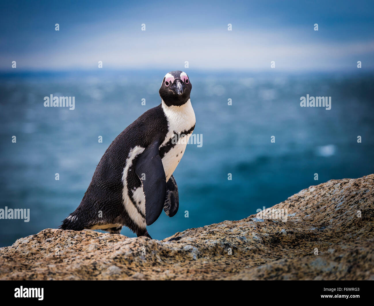 Afrikanische Pinguin, Boulders Beach, Simonstown, Cape Town, Western Cape, Südafrika Stockfoto