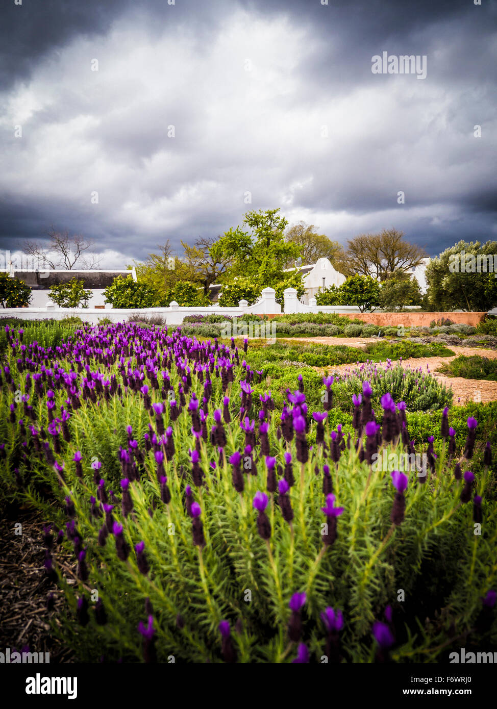 Lavendel Garten, Baylonstoren Farm, Franschhoek, Westkap, Südafrika Stockfoto