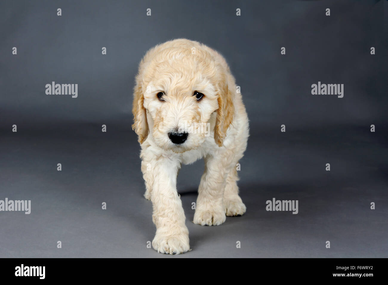 Trauriges Gesicht Goldendoodle Welpe Stockfoto