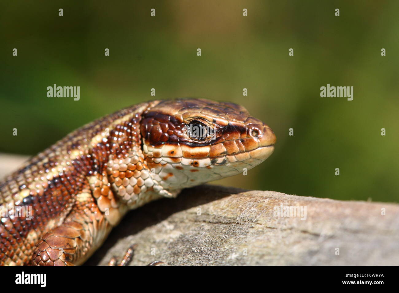 Gemeinen Eidechse Stockfoto