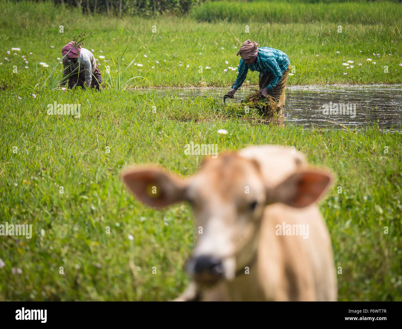 Bauern in einem Reisfeld, Bekal, Kerala, Indien Stockfoto