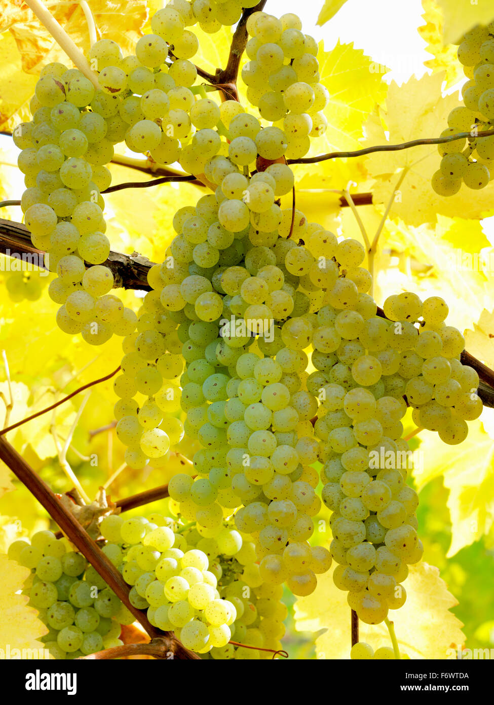 Kanada, Ontario, Niagara-on-the-Lake, Reife weiße Trauben am Rebstock Licht durch Sonnenlicht. Weinberg Trauben für weiße Weinproduktion. Stockfoto