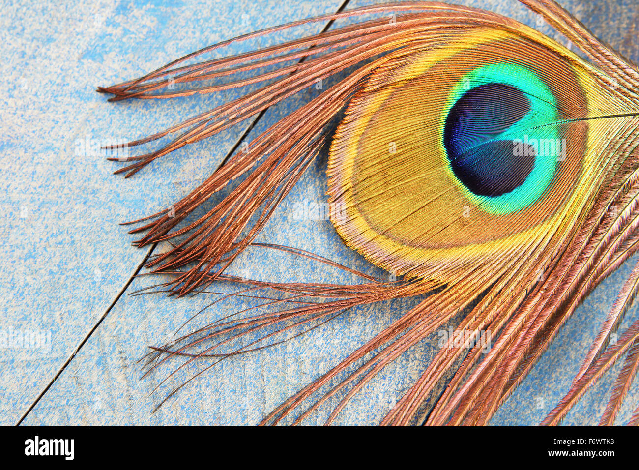 Auge einer Pfauenfeder auf trashigen alten blauen Holz Hintergrund Stockfoto