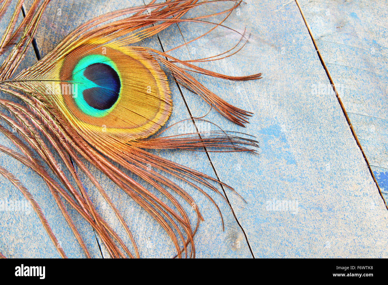Auge einer Pfauenfeder auf blauen Grunge Holz Hintergrund Stockfoto