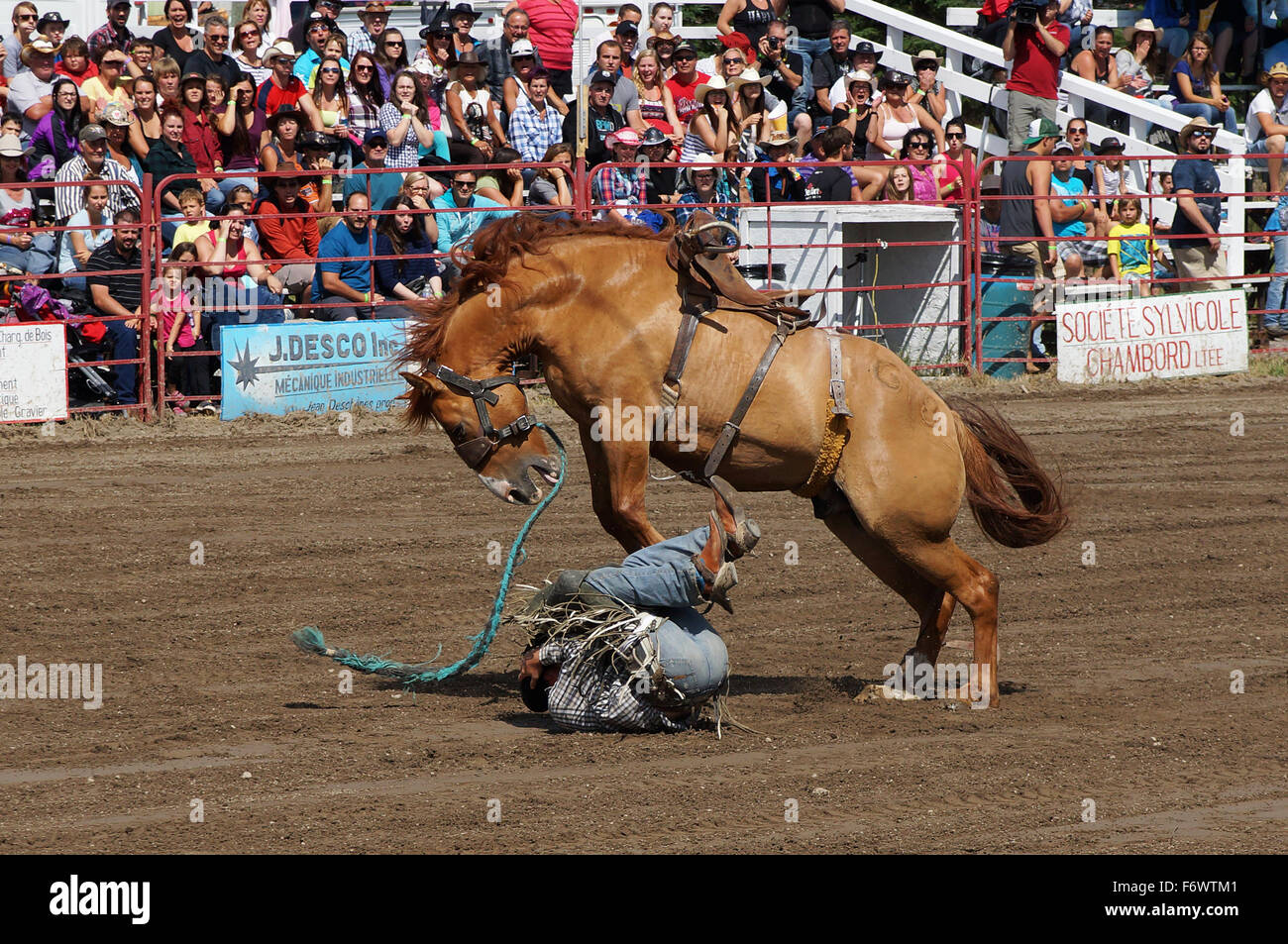 Cowboy, sich selbst zu schützen, nachdem er sträubte sich ab beim lokalen Rodeo Bucking Horse Wettbewerb Stockfoto