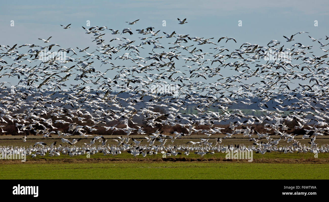 WASHINGTON - eine große Anzahl von Schneegänsen gestört, wenn ein Weißkopfseeadler in einem nahe gelegenen Feld in der Skagit Wildlife Area fliegt. Stockfoto