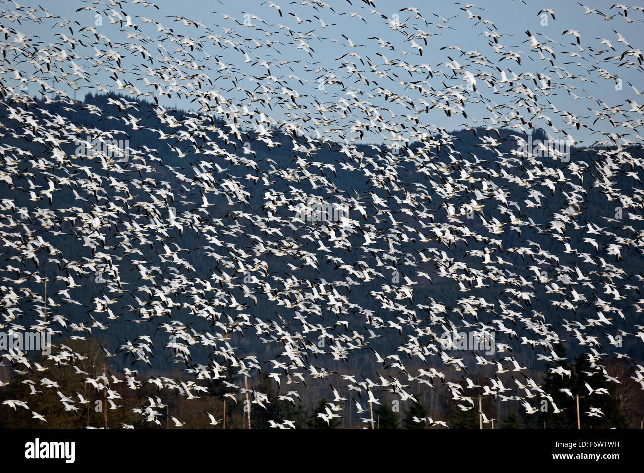 WA12076-00... WASHINGTON - Schnee Gänse fliegen über das Skagit Wildlife Area auf Fox Island in der Nähe von Mount Vernon. Stockfoto