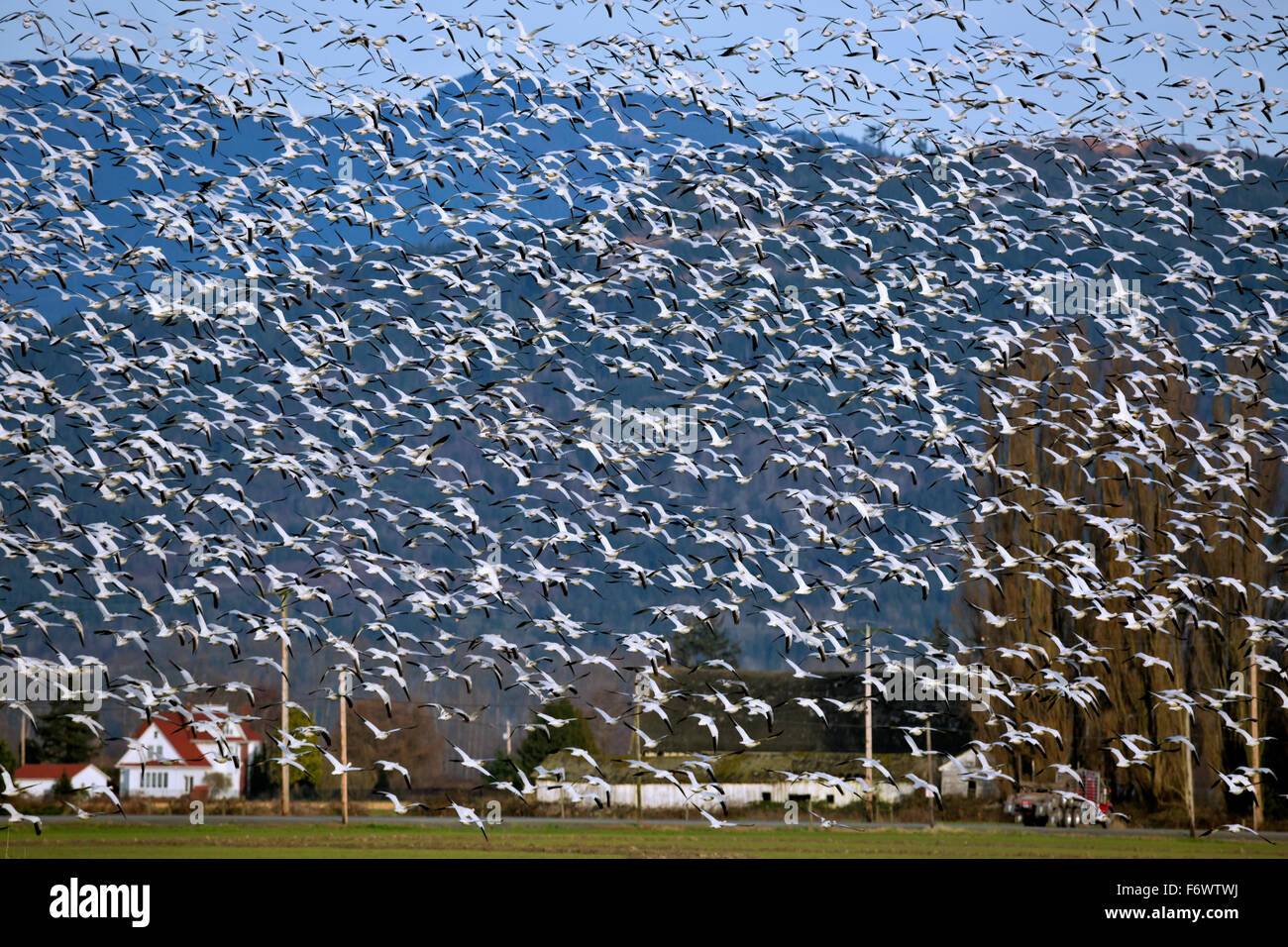 WA12077-00... WASHINGTON - Schnee Gänse fliegen über Felder der Skagit Wildlife Area auf Fox Island in der Nähe von Mount Vernon. Stockfoto