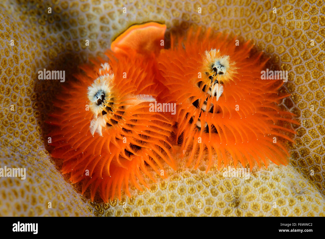 Spirobranchus Giganteus, Serpulidae, Alor Archipel, Indonesien, Sawu Meer, Pantarstrait, Christmastreeworm, Indischer Ozean Stockfoto