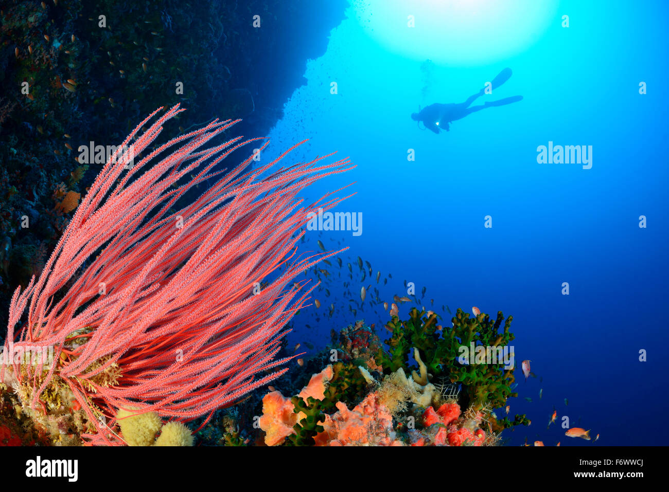 Ellisella Cercidia, Welle mit Meer Peitsche Korallen und Scuba Diver, Alor, Indonesien, Pantarstrait, Indischer Ozean Stockfoto