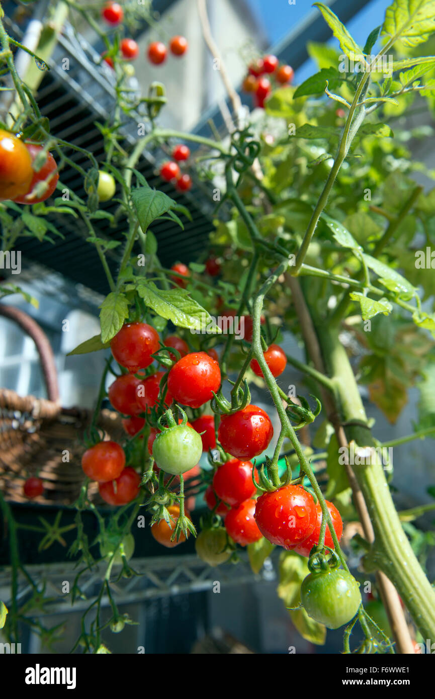 Tomaten wachsen an den Rebstöcken im Wintergarten UK Stockfoto