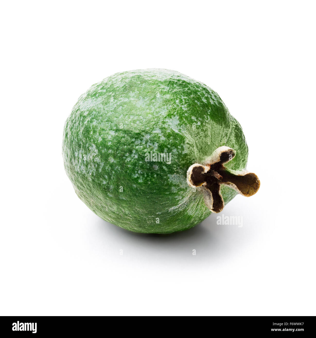 Einzelne Feijoa-essbare Grüne Frucht an Guaven. Studio-Shooting, Infinte Schärfentiefe, retuschiert Stockfoto