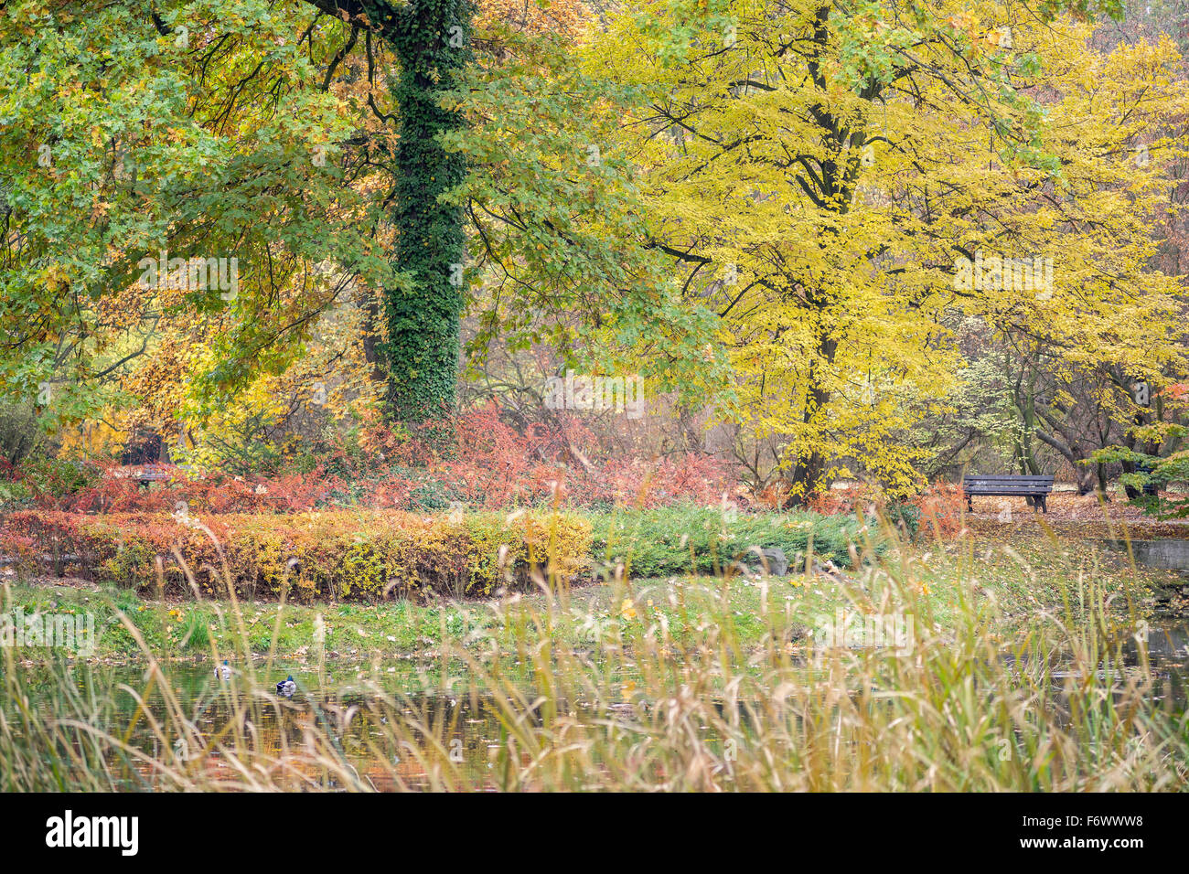 Multicolor Herbst Herbstlaub auf die Bäume und Sträucher Stockfoto