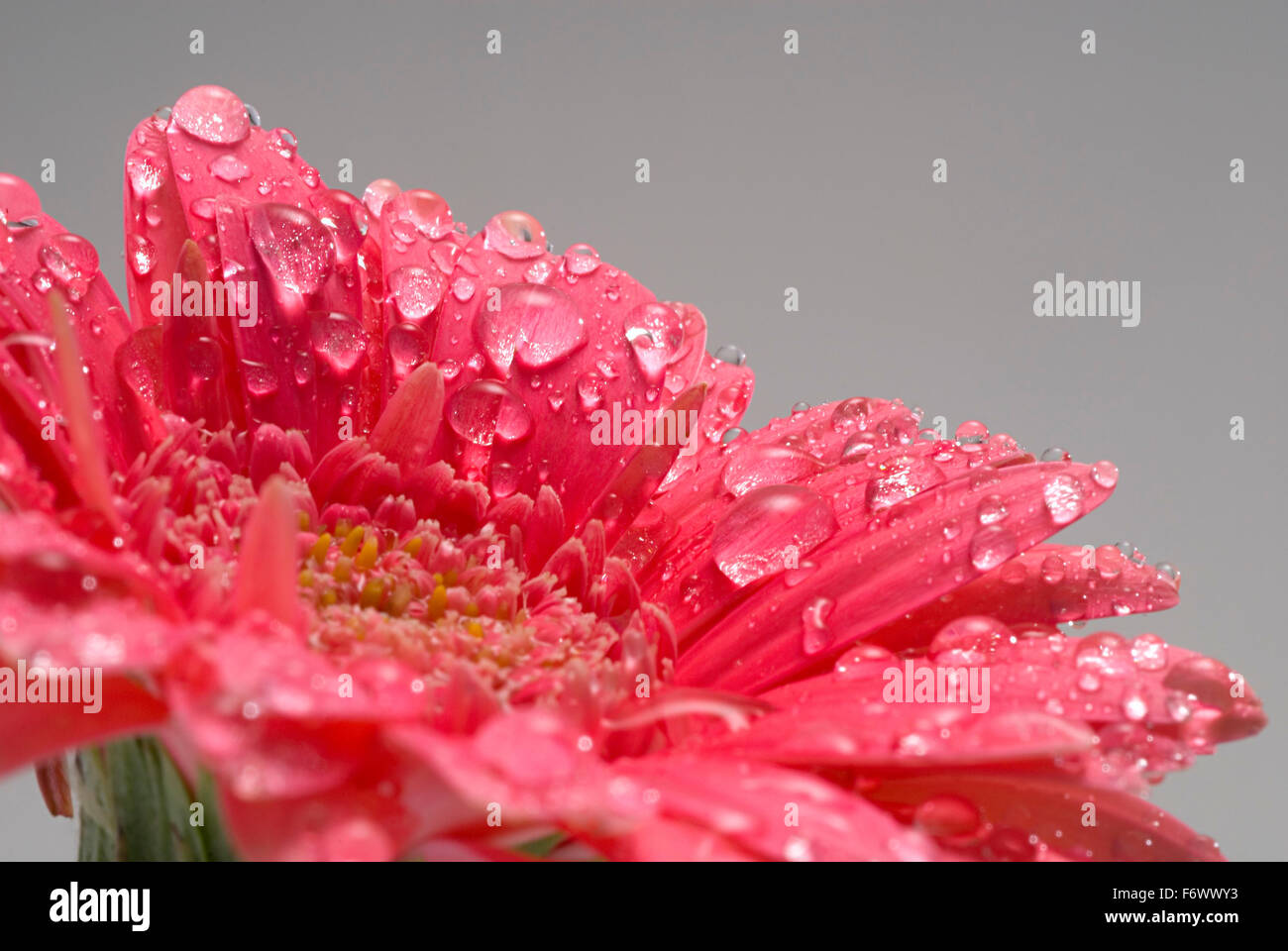 Gerbera mit Wassertropfen Stockfoto