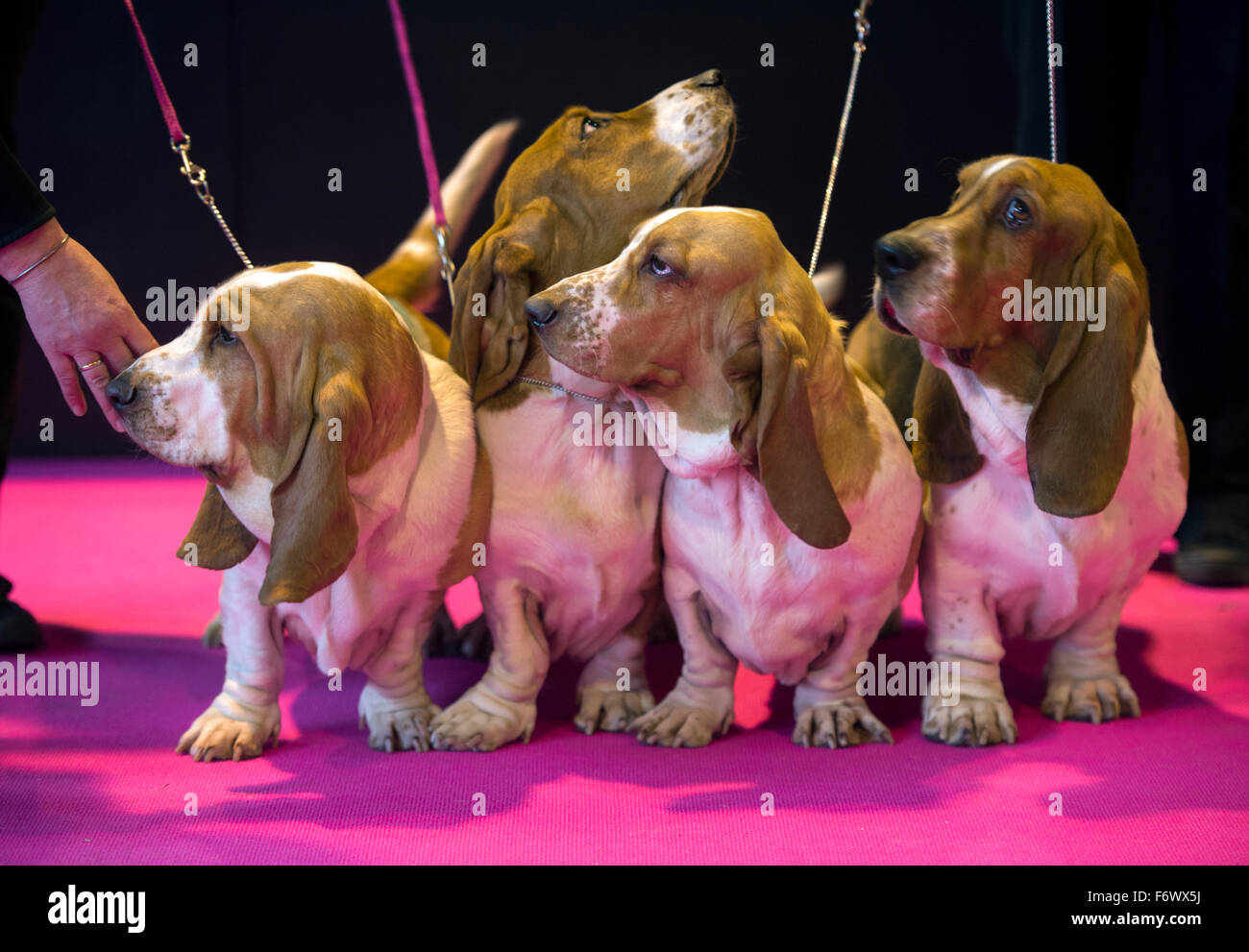 Der Crufts Dog Show im NEC, Birmingham - ein Team von Basset Hounds eingetragen im Abschnitt Breeders Cup 2015 Stockfoto