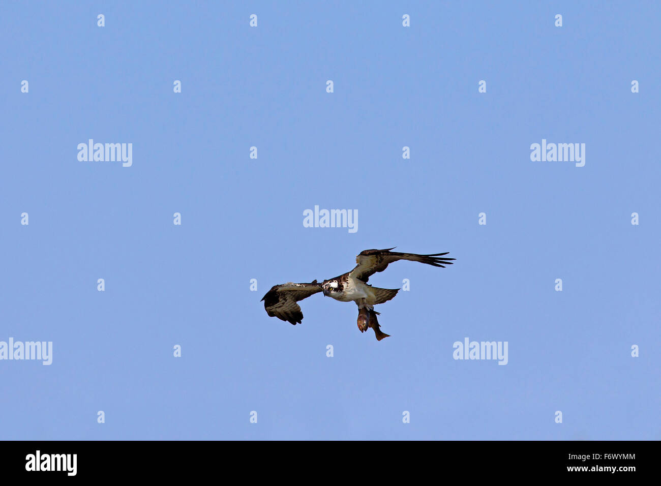 Fischadler (Pandion Haliaetus) während des Fluges mit gefangenem Fisch in Krallen Stockfoto