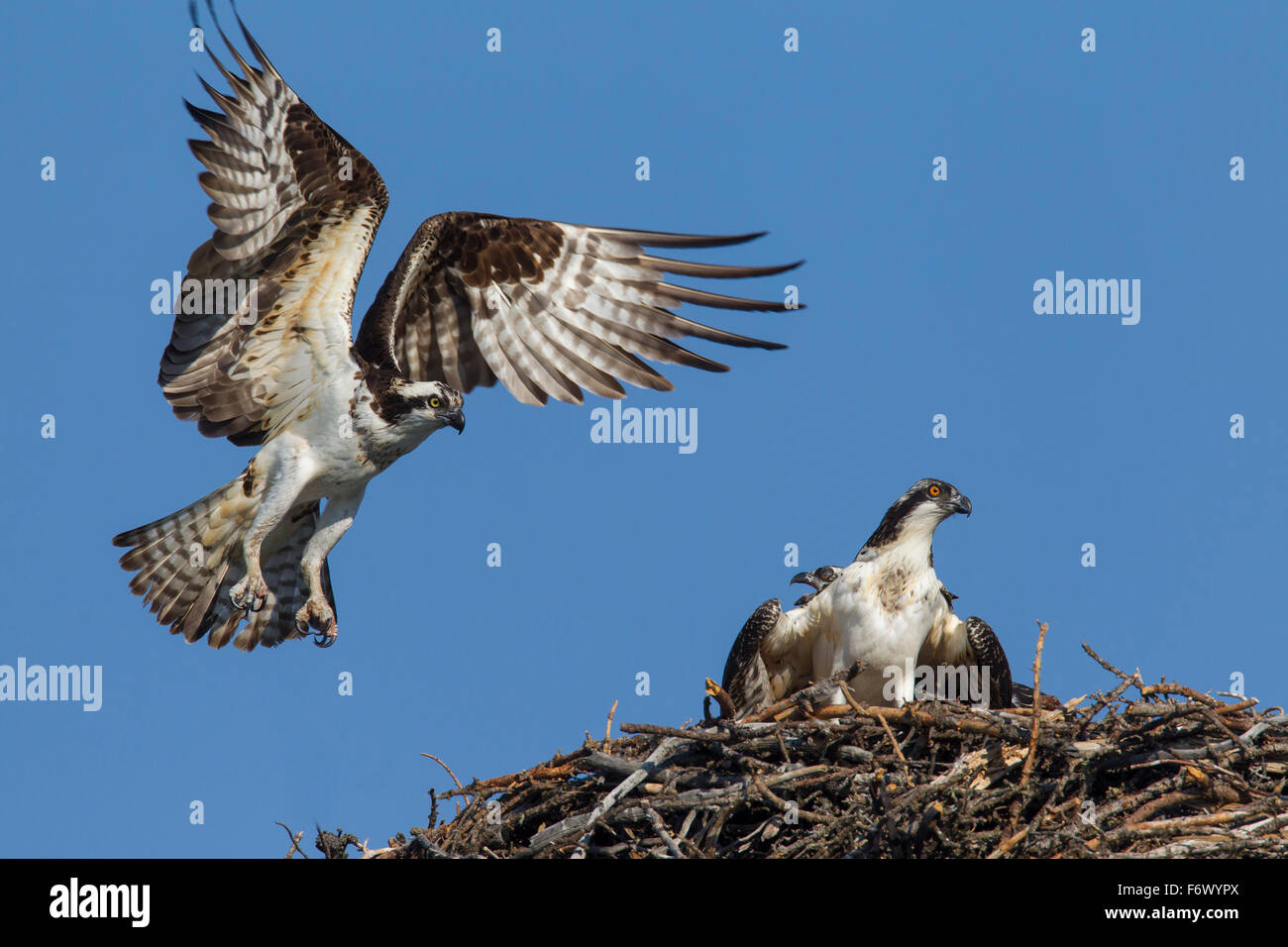 Fischadler (Pandion Haliaetus) Altvogel Landung auf Nest mit Jungtieren Stockfoto