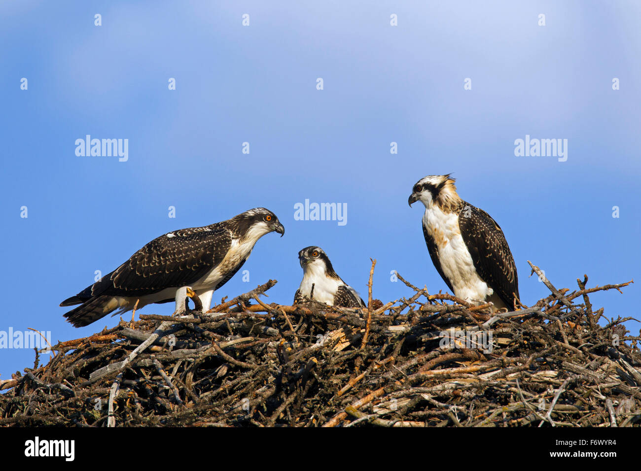 Drei Jugendliche Fischadler (Pandion Haliaetus) im nest Stockfoto