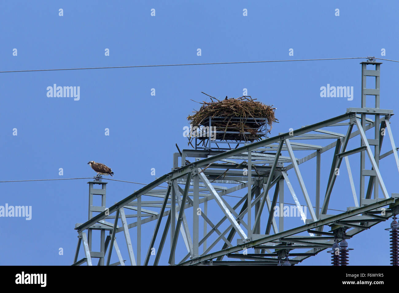 Fischadler (Pandion Haliaetus) nisten auf Hochspannungs-Strommasten Stockfoto