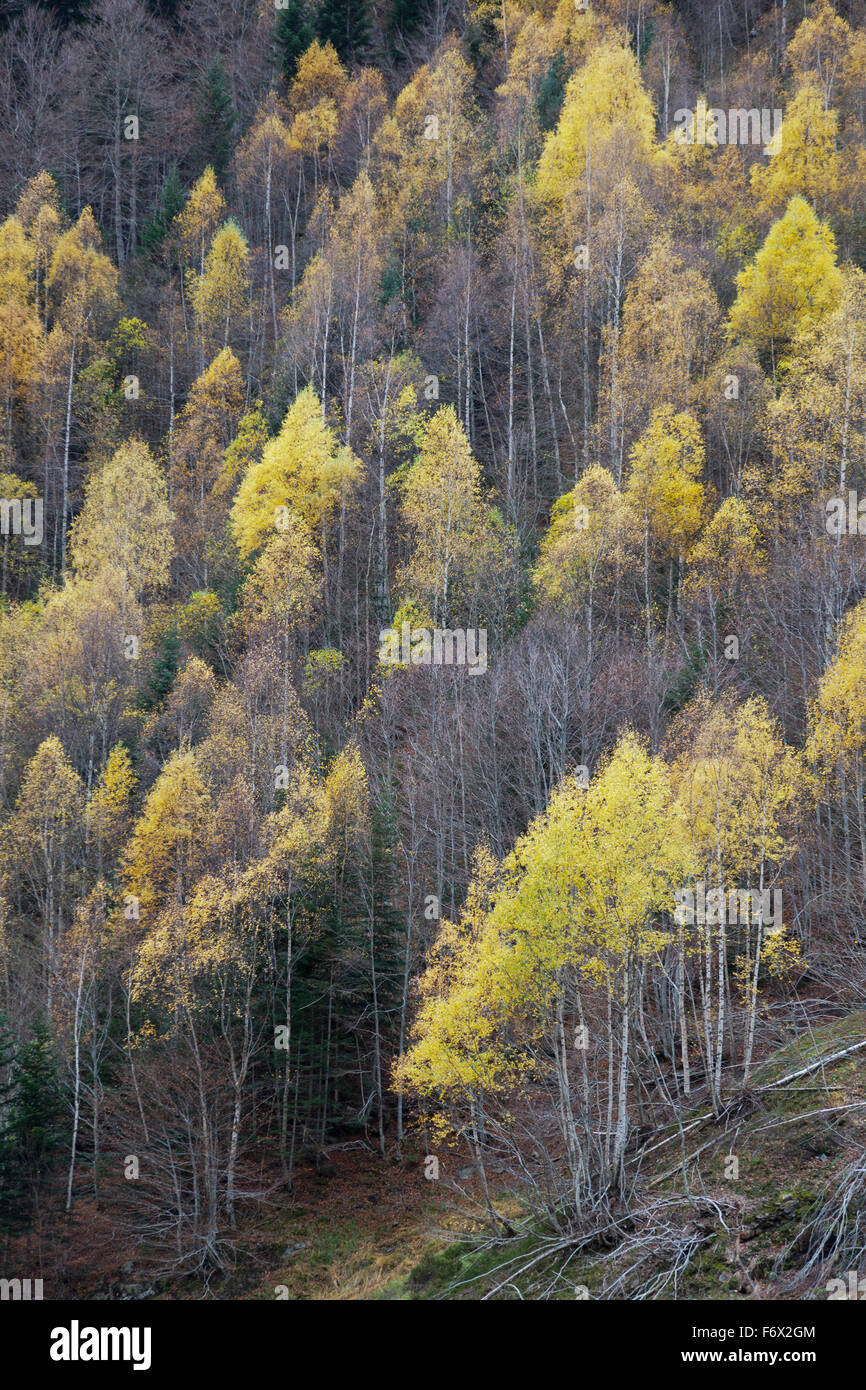 Nationalpark Ordesa und Monte Perdido. Stockfoto