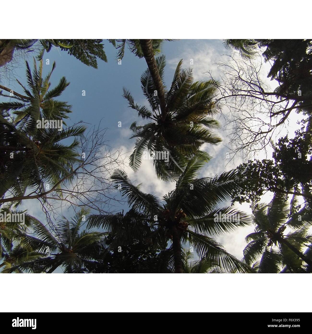Blick auf Palmen in Mauritius Stockfoto